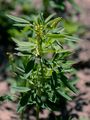 Banat Sweetclover - Melilotus dentatus (Waldst. & Kit.) Pers.
