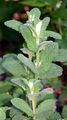Round-Leaved Mint - Mentha suaveolens Ehrh.