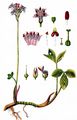 Bogbean - Menyanthes trifoliata L.
