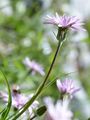 Purple-Flowered Vipergrass - Podospermum purpureum (L.) W. D. J. Koch & Ziz