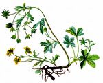 Trailing Tormentil - Potentilla anglica Laichard.
