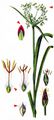 Creeping Club-Rush - Scirpus radicans Schkuhr