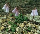 Winzige Troddelblume - Soldanella minima Hoppe