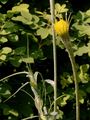 Yellow Goat's Beard - Tragopogon dubius Scop.