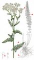 Bristly Yarrow - Achillea setacea Waldst. & Kit.