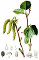  - Alnus viridis (Chaix) DC.