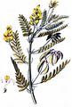 Blasen-Tragant - Astragalus penduliflorus Lam.
