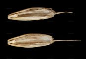 Rye Brome - Bromus secalinus L.