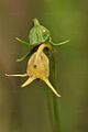 Lanzettblättrige Glockenblume - Campanula baumgartenii Becker