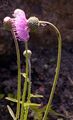 Alpine Thistle - Carduus defloratus L.