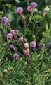 Acker-Kratzdistel - Cirsium arvense (L.) Scop.