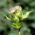 Cabbage Thistle - Cirsium oleraceum (L.) Scop.