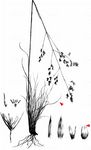 Binsen-Schmiele - Deschampsia media (Gouan) Roem. & Schult. 