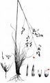  - Deschampsia media (Gouan) Roem. & Schult.