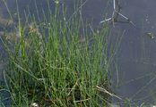 Bunter Schachtelhalm - Equisetum variegatum F. Weber & D. Mohr
