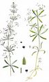 Acker-Labkraut - Galium spurium L.