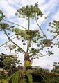 Giant Hogweed - Heracleum mantegazzianum Sommier & Levier