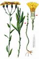 Umbellate Hawkweed - Hieracium umbellatum L.