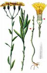 Doldiges Habichtskraut - Hieracium umbellatum L. 