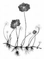 Floating Pennywort - Hydrocotyle ranunculoides L. f.