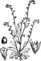Early Forget-Me-Not - Myosotis ramosissima Rochel