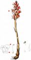Thyme Broomrape - Orobanche alba Willd.