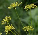 Hog's Fennel - Peucedanum officinale L.