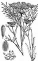 Hog's Fennel - Peucedanum officinale L.
