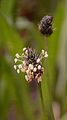 Blütenstand von Plantago lanceolata - Spitz-Wegerich (Plantaginaceae)