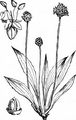 Spitz-Wegerich - Plantago lanceolata L.