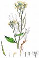 Acker-Rettich - Raphanus raphanistrum L.