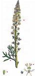 Gelber Wau - Reseda lutea L. 