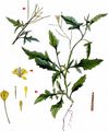 London-Rocket - Sisymbrium irio L.