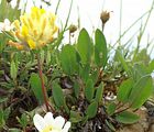 Echter Wundklee - Anthyllis vulneraria L.