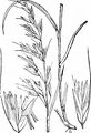 Gewöhnlicher Glatthafer - Arrhenatherum elatius (L.) J. Presl & C. Presl