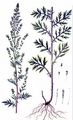Gewöhnlicher Beifuß - Artemisia vulgaris L.