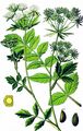 Lesser Water-Parsnip - Berula erecta (Huds.) Coville