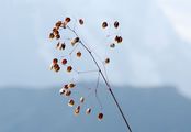 Quaking-Grass - Briza media L.