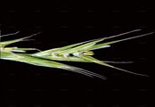 Lesser Hairy-Brome - Bromopsis benekenii (Lange) Holub