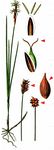 Zweihäusige Segge - Carex dioica L. 