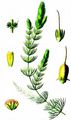 Breitstachliges Rauhes Hornblatt - Ceratophyllum demersum L.