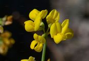 Scheiden-Kronwicke - Coronilla vaginalis Lam.