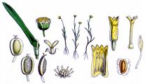 Krähenfüßige Laugenblume - Cotula coronopifolia L.