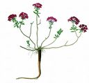 Rosmarin-Seidelbast - Daphne cneorum L.