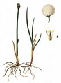 Scheuchzers Wollgras - Eriophorum scheuchzeri Hoppe