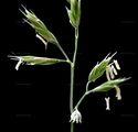 Pale Fescue - Festuca pallens Host