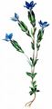 Schlauch-Enzian - Gentiana utriculosa L.