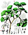 Maidenhair-Tree - Ginkgo biloba L.