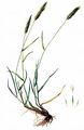 Meadow Barley - Hordeum secalinum Schreb.