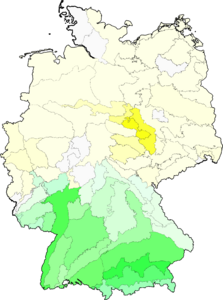 Erucastrum gallicum